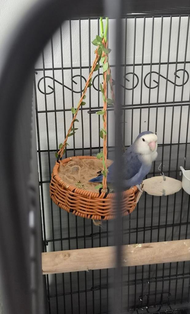 Dwergpapegaai(agapornis) te koop, Geslacht onbekend, Dwergpapegaai of Agapornis