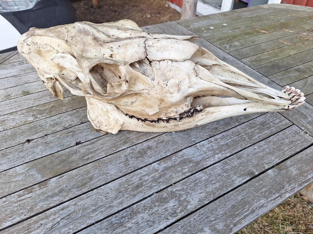 Schedel eland zweden, Ophalen of Verzenden, Schedel