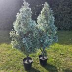 Kunstboom grote kunstplant Ikea Fejka Balkonplant decoratie, Ophalen, Zo goed als nieuw, Binnen