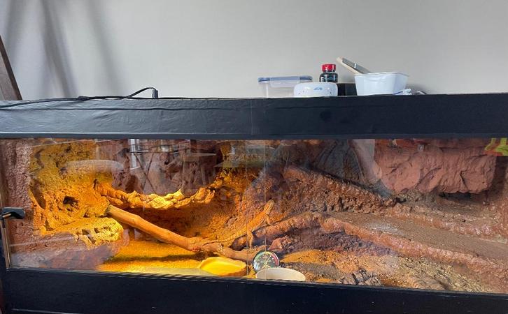 Dwergbaardagaam met terrarium Bearded Dragon - male for sale from Maria