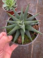 Haworthia faciata, Ophalen of Verzenden, Halfschaduw, Minder dan 100 cm