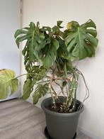 Monstera plant 80 cm, Huis en Inrichting, Kamerplanten, Ophalen, Overige soorten, Halfschaduw, Minder dan 100 cm
