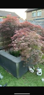 GERESERVEERD Japanse esdoorn en antracieten halve “pot”, Tuin en Terras, Ophalen, Halfschaduw, Overige soorten, Lente