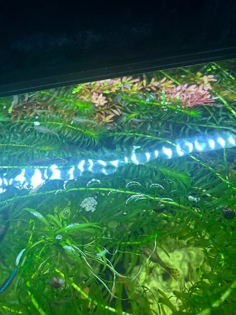 Baby/ jonge guppies, Dieren en Toebehoren, Vissen | Aquariumvissen, Vis