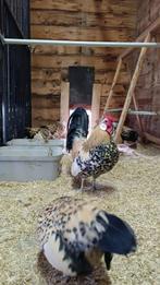 Broedeitjes Java kriel citroen porselein, Dieren en Toebehoren, Pluimvee, Meerdere dieren, Kip