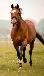 Lieve Kwpn merrie leermeester fokmerrie jazz x spielberg, Dieren en Toebehoren, Paarden, Merrie, Recreatiepaard