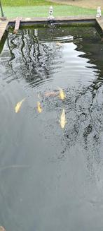 koi vijver, Ophalen, Gebruikt