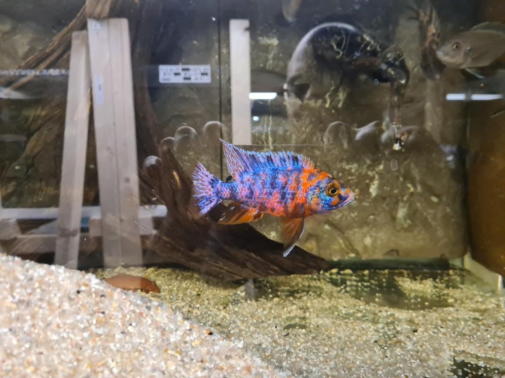 Aulonocara Red Blotched Multicolor Malawi Cichliden, Vis, Zoetwatervis