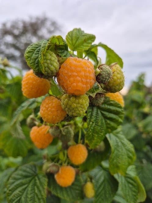 Framboos plantjes, Tuin en Terras, Planten | Tuinplanten, Ophalen, Volle zon, Vaste plant, Zomer