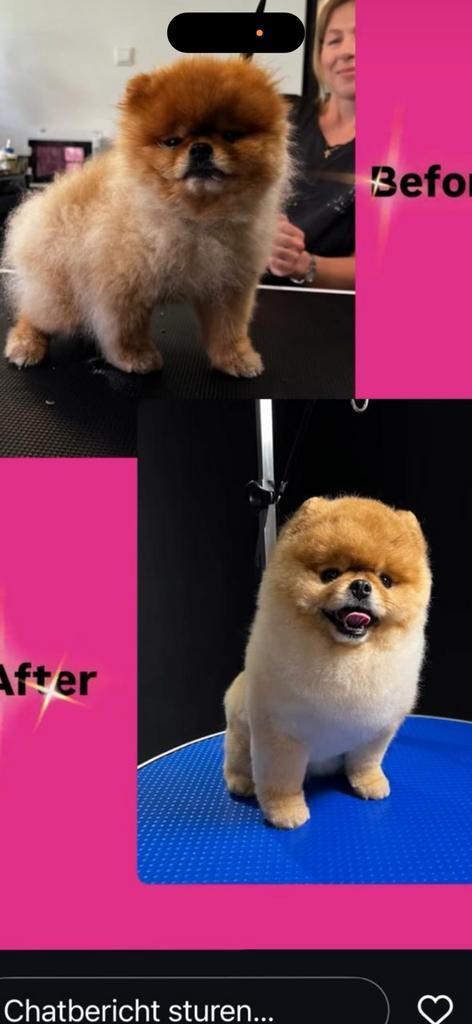 Pomeraain, Dieren en Toebehoren, Honden | Poolhonden, Keeshonden en Oertypen, Reu, Overige rassen, Particulier, Eén hond, Buitenland