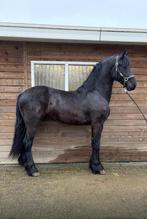 Super mooie friese hengst met vol papier en 2e premie!, Dieren en Toebehoren, Paarden, Hengst, Minder dan 160 cm, Dressuurpaard