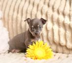 🩵 Lief Chihuahua reutje pup puppy mag nestje verlaten 🩵, Reu, 8 tot 15 weken, Parvo, Meerdere