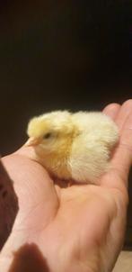 Leuke lieve kuikens, Dieren en Toebehoren, Ophalen, Overige typen