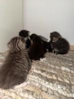 Kitten. 🐈, Dieren en Toebehoren, Katten en Kittens | Overige Katten, Geslacht onbekend, Langharig, 0 tot 2 jaar