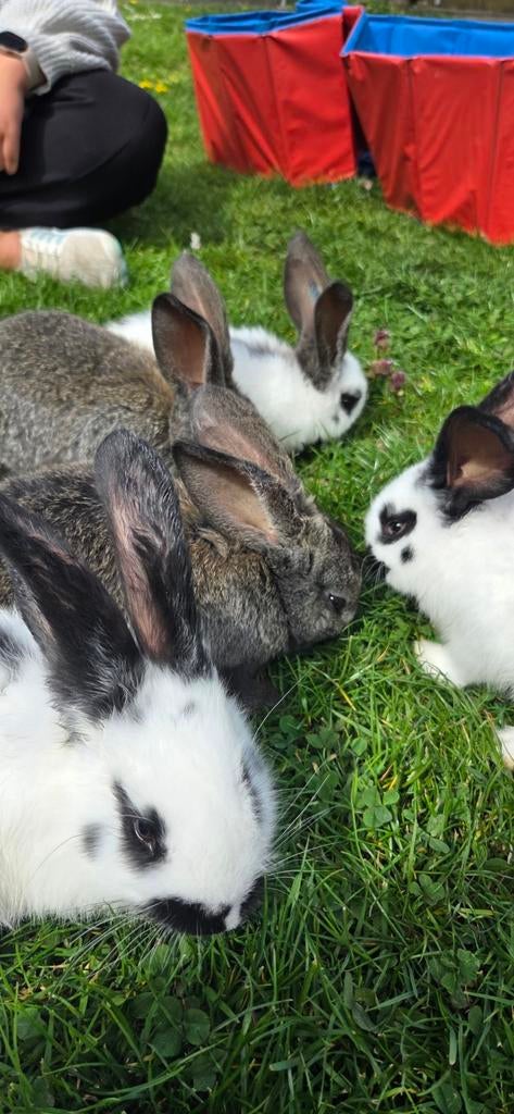 Lotharingen/vlaamse reus gereserveerd, Dieren en Toebehoren, Konijnen, Groot, Meerdere dieren, 0 tot 2 jaar
