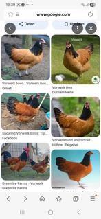 Vorwerk haan gezocht, Dieren en Toebehoren