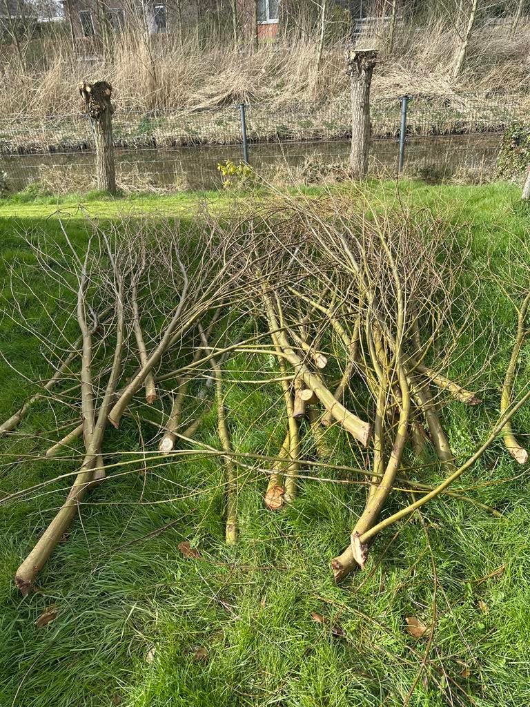 Gratis dikke wilgentakken af te halen in Heerhugowaard, Ophalen, Gebruikt