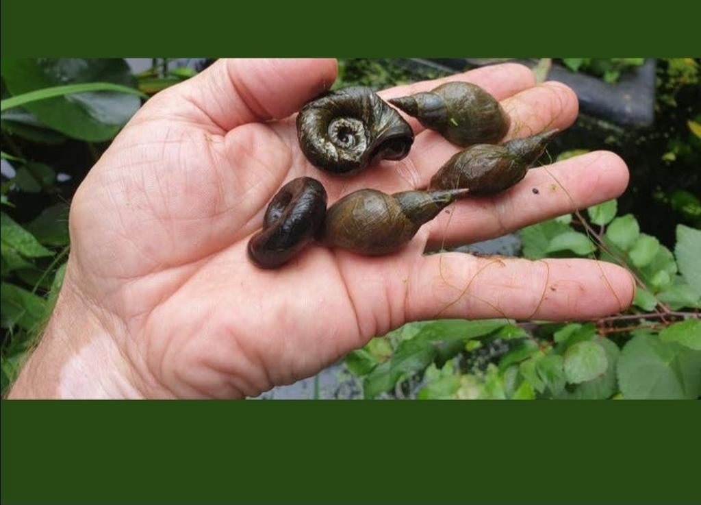 poelslakken en posthoornslakken, Tuin en Terras, Ophalen of Verzenden