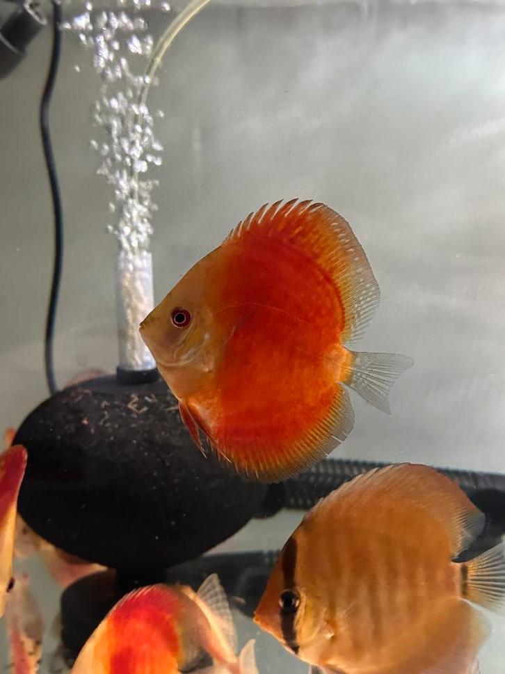 Discusvis red melon, Dieren en Toebehoren, Vissen | Aquariumvissen, Zoetwatervis, Vis, Schoolvis
