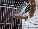 Te koop Parkiet, Dieren en Toebehoren