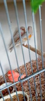 Te koop mooi koppel kanaries, Dieren en Toebehoren, Vogels | Kanaries, Meerdere dieren, Kleurkanarie