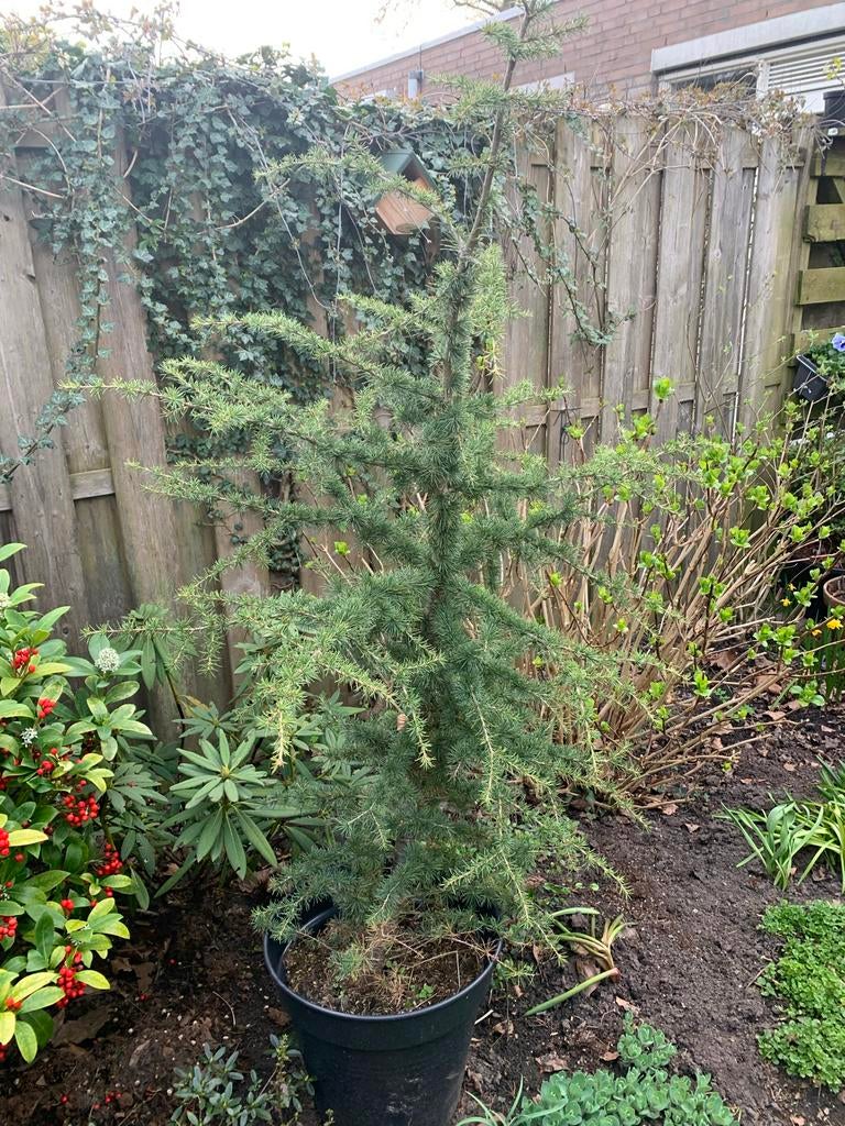 Cedrus Libani Glauca, Tuin en Terras, Planten | Bomen, Bloeit niet, Overige soorten, 100 tot 250 cm, Ophalen