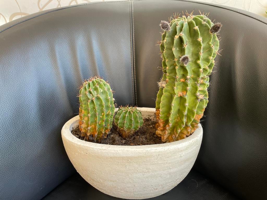 Compleet - pot met 3x cactus groot 20 jaar oud, Huis en Inrichting, Kamerplanten, Ophalen of Verzenden, Cactus, Halfschaduw, Minder dan 100 cm