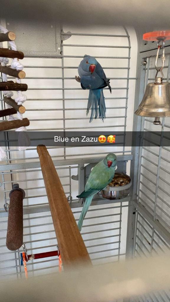 1.1 Mooi koppel halsband parkieten 2024 met grote kooi, Dieren en Toebehoren, Vogels | Parkieten en Papegaaien, Meerdere dieren