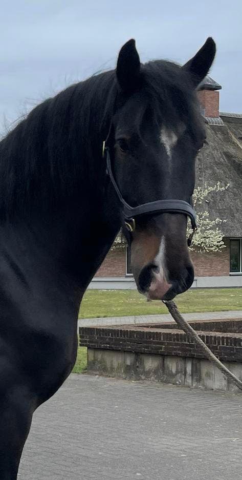 Prachtige Shire ruin, Dieren en Toebehoren, Paarden, Ruin, B, 175 cm of meer, 7 tot 10 jaar, Recreatiepaard, Met stamboom, Gechipt