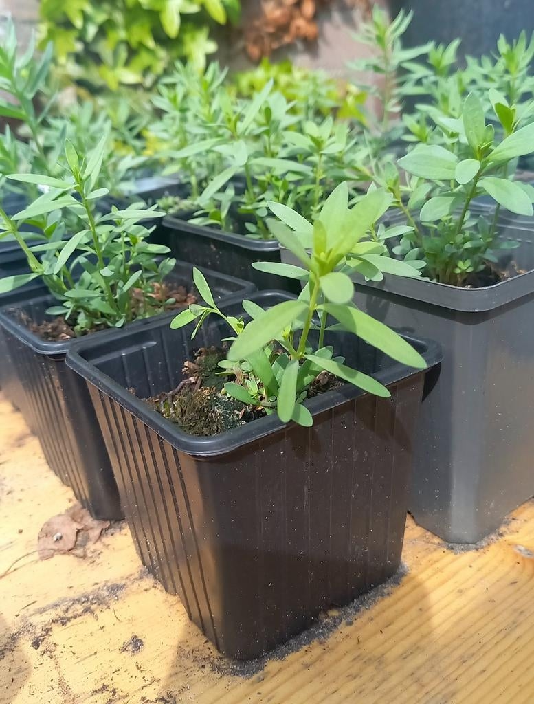 Vlasbekje, Ophalen, Overige soorten, Volle zon