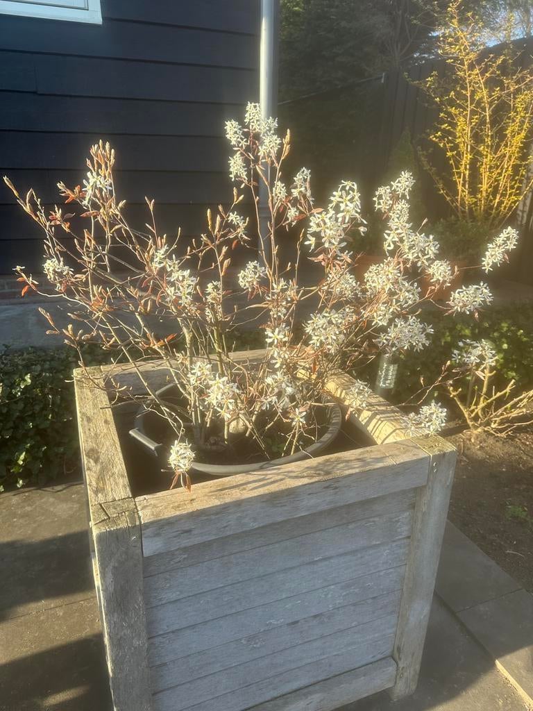 Amelanchier lamarckii krentenboompje/struik, Tuin en Terras, Ophalen of Verzenden, Overige soorten, Volle zon