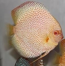 Golden Leopard Discus ca 12 cm- Koidream Valburg