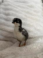 Kleurlegger kuikens!, Dieren en Toebehoren, Pluimvee, Meerdere dieren, Kip