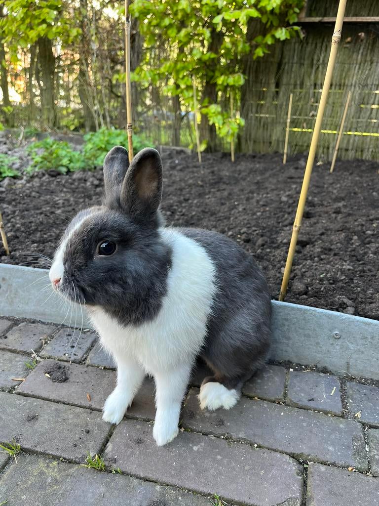 Gratis af te halen! Mannetje dwergkonijn, 1 jaar oud, Dieren en Toebehoren, Konijnen, Mannelijk, Dwerg
