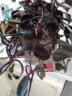 Philodendron 2stuks, Huis en Inrichting, Kamerplanten, Ophalen, Halfschaduw, Minder dan 100 cm