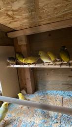 Waterslagers kanaries, Mannelijk, Kleurkanarie