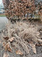 11x Lampenpoetsersgras - Gratis af te halen, Tuin en Terras, Planten | Tuinplanten, Ophalen, Vaste plant, Overige soorten