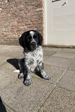 Heidewachtel pups te koop, Dieren en Toebehoren, Overige rassen, 8 tot 15 weken, Meerdere, Meerdere dieren