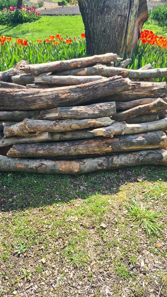 Mooie partij droog hout, Tuin en Terras, Haardhout, 6 m³ of meer, Ophalen, Overige houtsoorten, Stammen