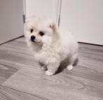 Pomeriaan pups, Particulier, Keeshond, 15 weken tot 1 jaar, Reu