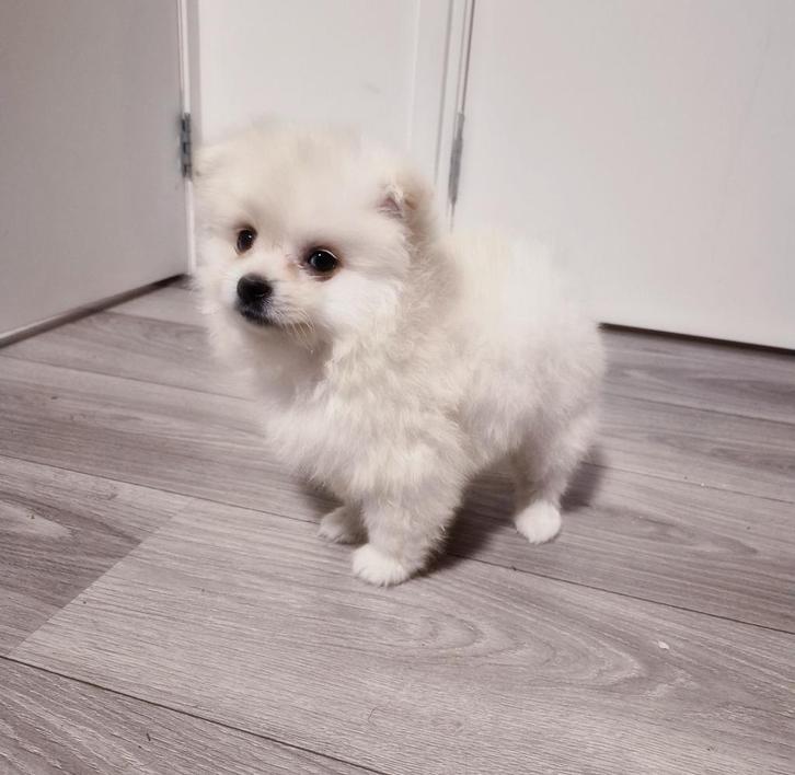 Pomeriaan pups, Dieren en Toebehoren, Honden | Poolhonden, Keeshonden en Oertypen, Reu, Keeshond, Particulier, Eén hond, Buitenland