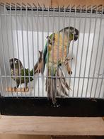 Kweek koppel pyrrhura  blauw, Dieren en Toebehoren, Meerdere dieren, Parkiet