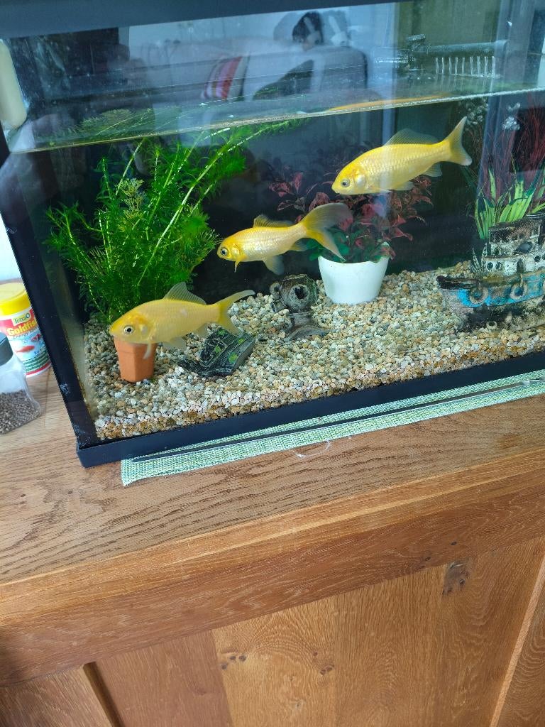 Te koop Goudvissen, Dieren en Toebehoren, Overige typen, Zoetwatervis