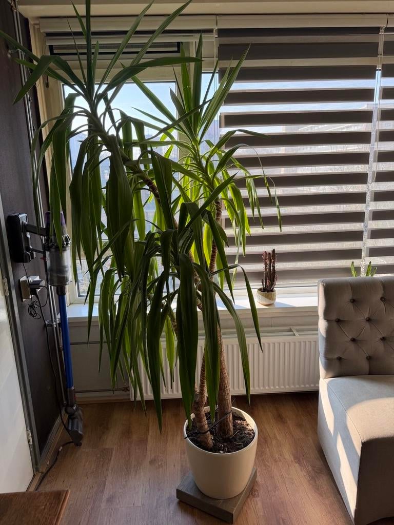 Grote Yucca kamerplant in pot, 200 cm of meer, Ophalen of Verzenden, In pot, Yucca