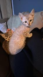 Deze lieve kittens zoeken een forever home, Meerdere dieren