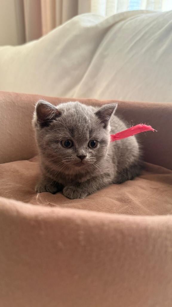 Britse korthaar kittens (grijs) te koop, Dieren en Toebehoren, Katten en Kittens | Raskatten | Korthaar