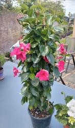 Camellia japonica dr King, Volle zon, Vaste plant, Zomer, Ophalen