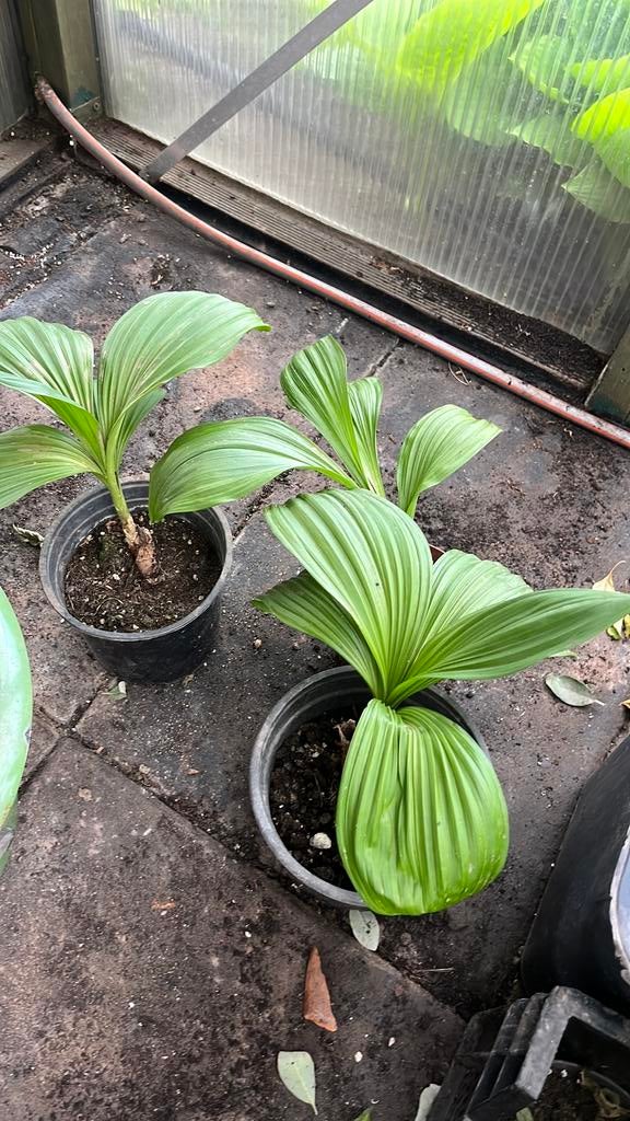 Firatum Nigra, Tuin en Terras, Planten | Tuinplanten, Ophalen, Overige soorten