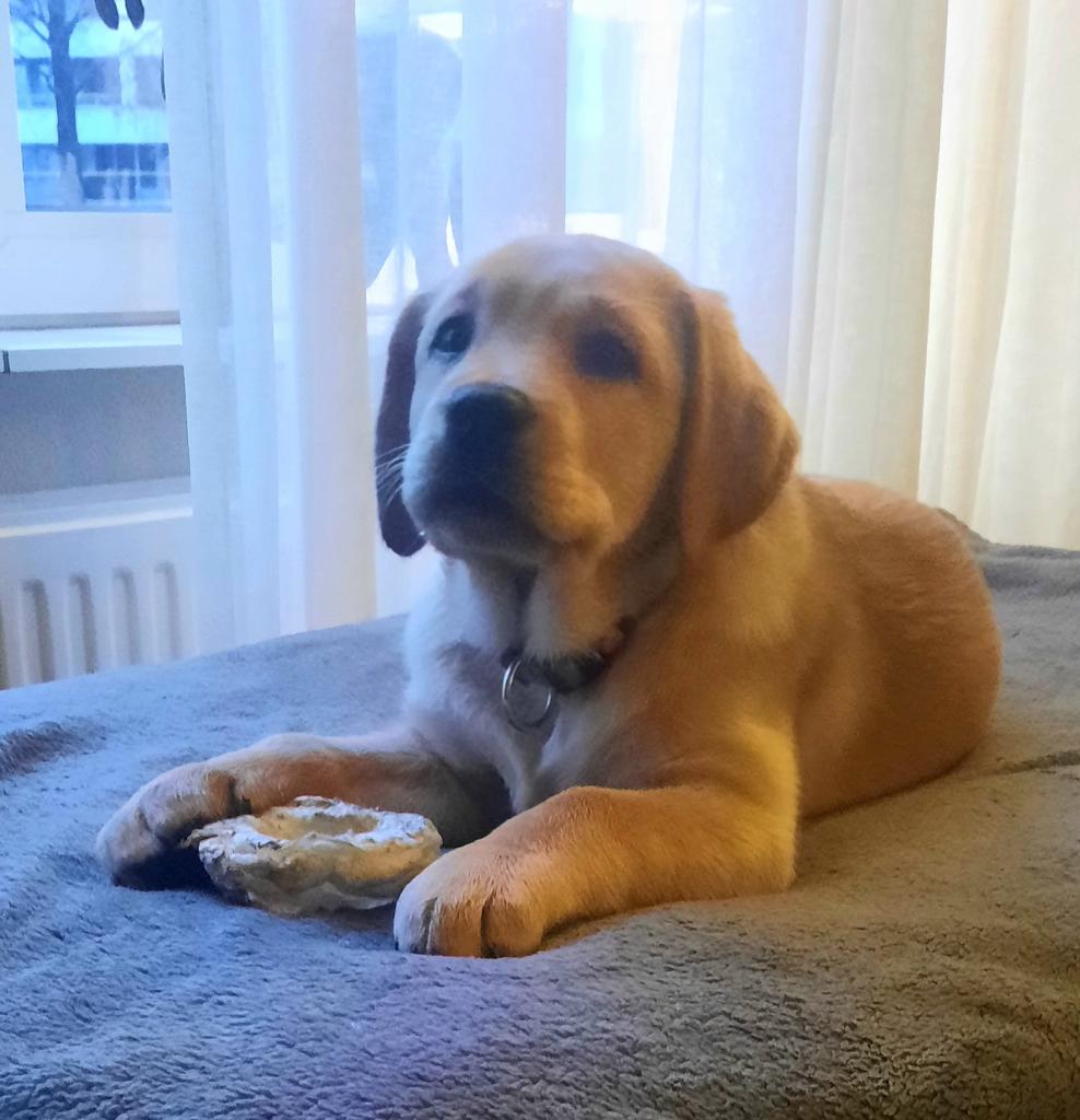 Labrador Red fox 21 weken . 23/11/25 teef., Dieren en Toebehoren, 15 weken tot 1 jaar, CDV (hondenziekte), Teef, Labrador retriever