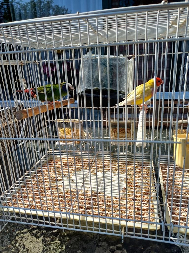 Witkop amadine vogel ., Ophalen, Zo goed als nieuw